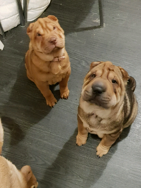 shar pei gumtree